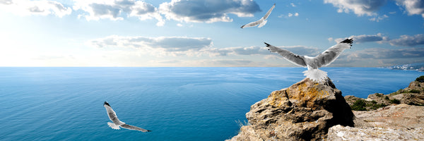 panoramic-acrylic-print-the-seagulls-and-the-sea-panorama