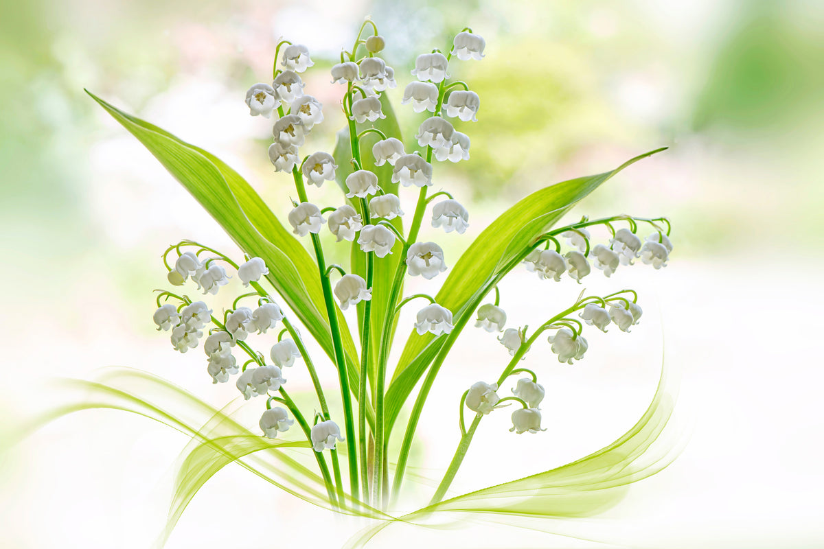 canvas-print-lily-of-the-valley-ii