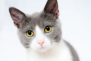 framedcanvas-print-noble-cat