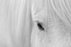 aluminium-print-whisper-of-iceland