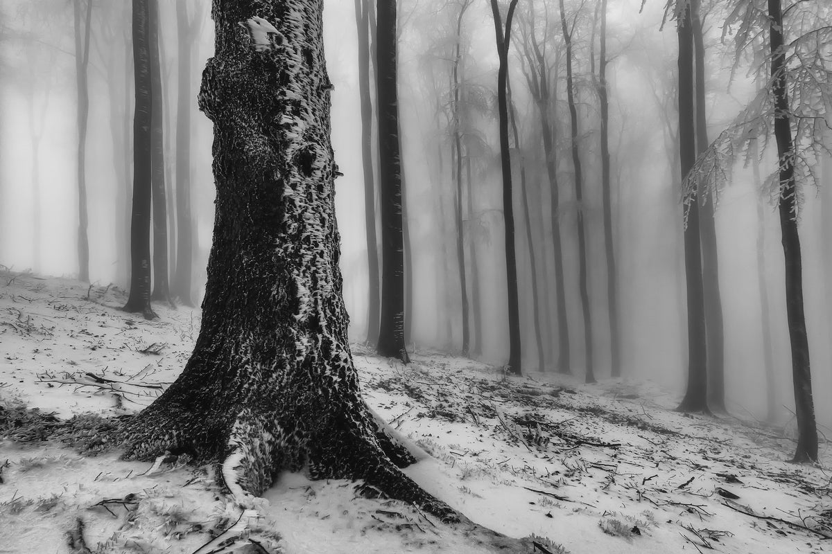 3-piece-acrylic-print-forest-4