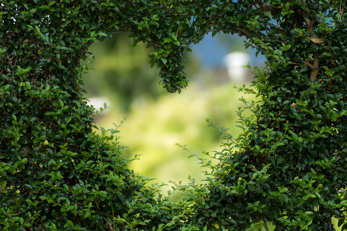 acrylic-print-the-heart-in-the-hedge
