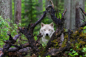 framedposter-print-wolf-x