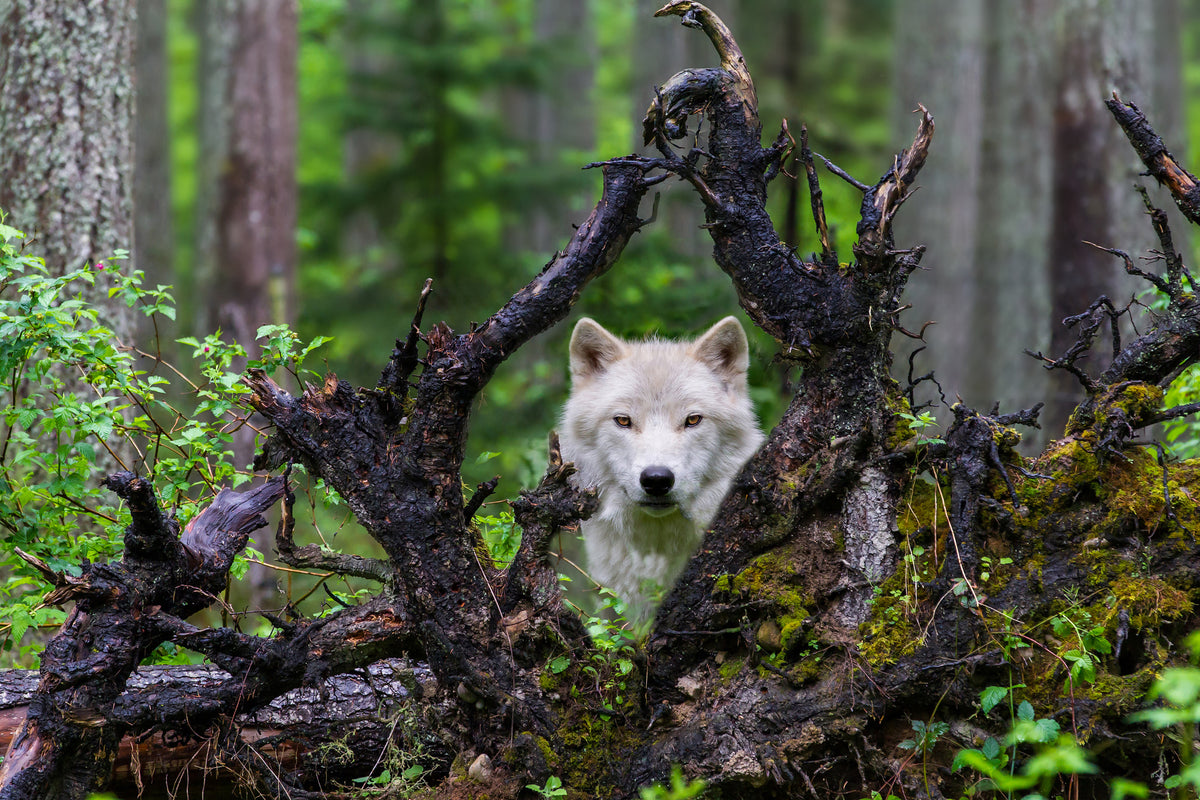 framedposter-print-wolf-x