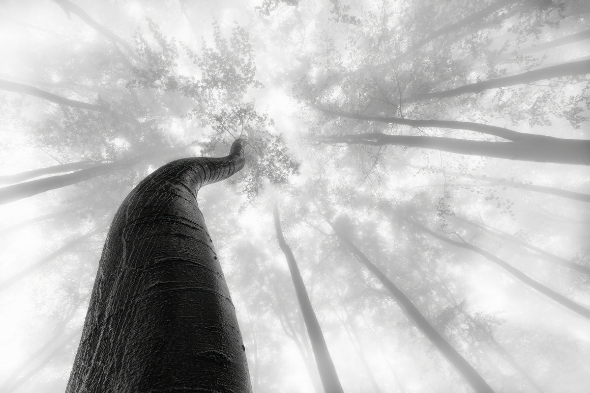canvas-print-treetrunk