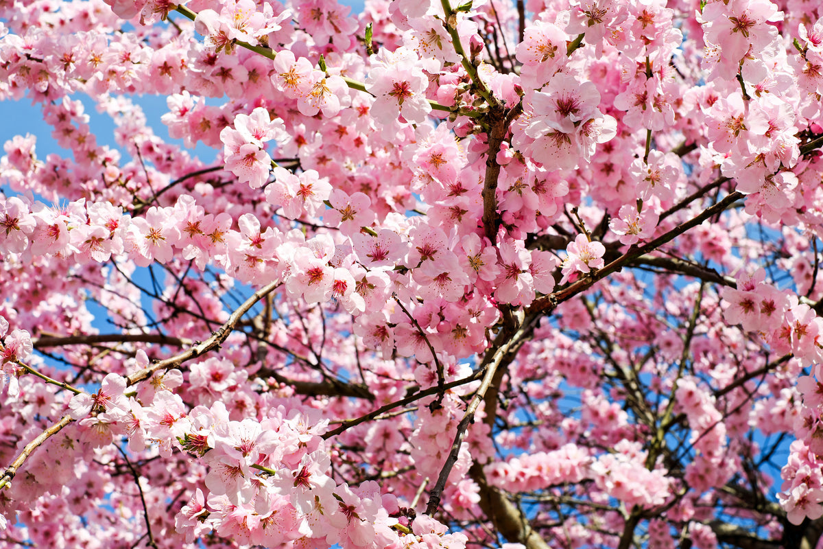 acrylic-print-wonderful-japanese-cherry