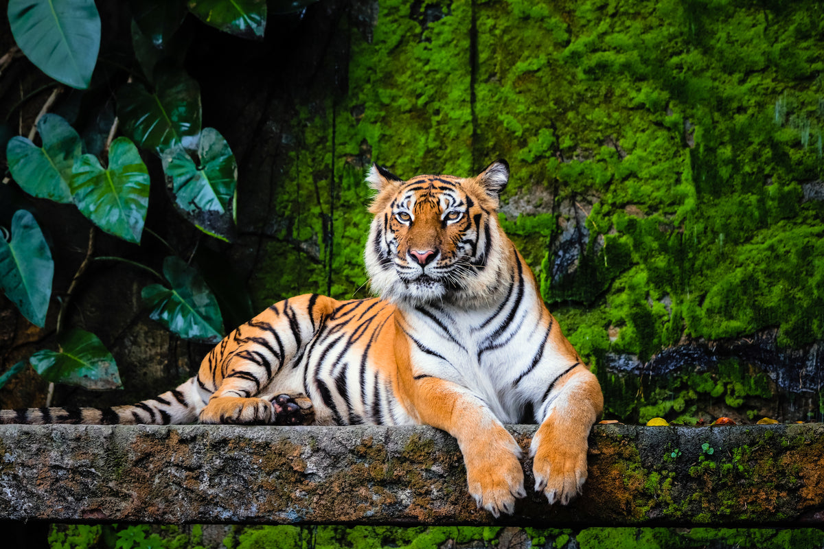 poster-print-bengal-tiger