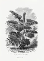 framedposter-print-vintage-palm-tree-drawing-xii