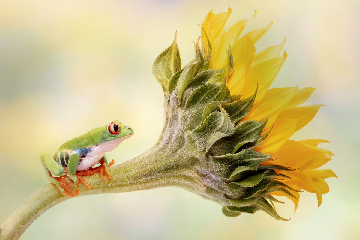 framedposter-print-red-eyed-tree-frog-on-a-sunflower-x