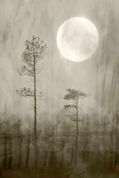 poster-print-moonlight-moor
