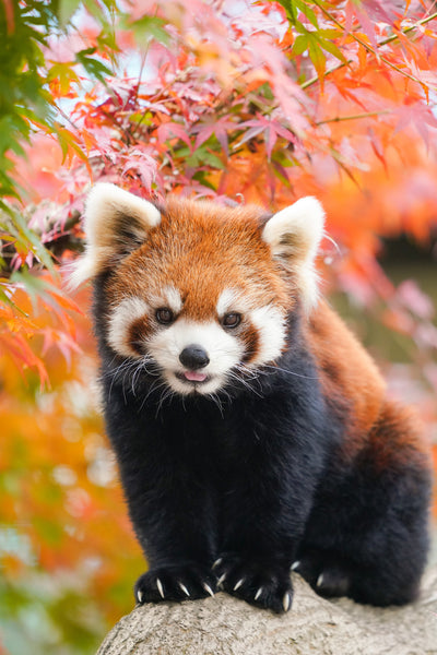 poster-print-red-panda-in-the-autumn-forest