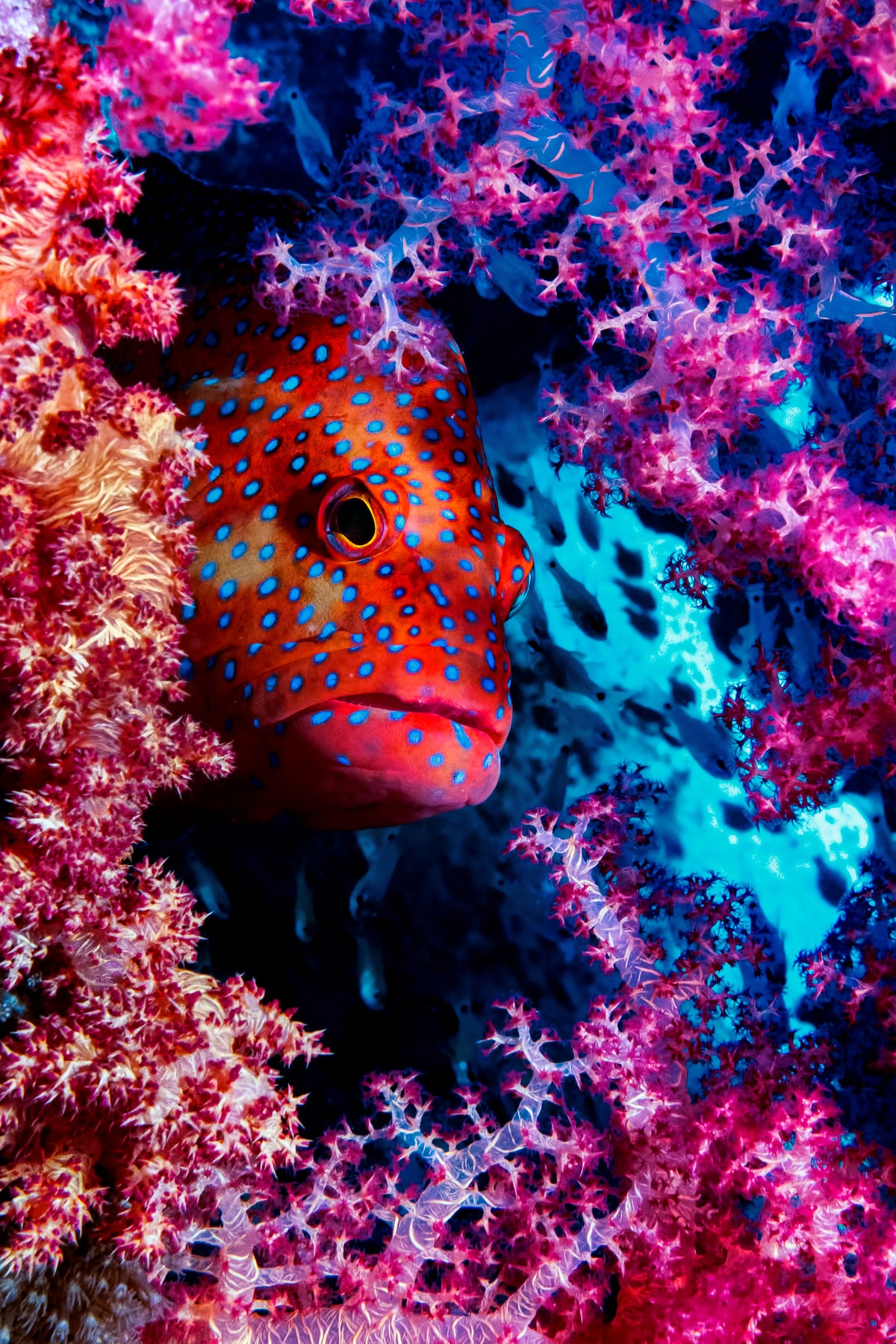 framedcanvas-print-coral-hind-x