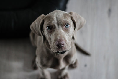 poster-print-the-weimaraner
