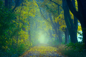 canvas-print-green-forest