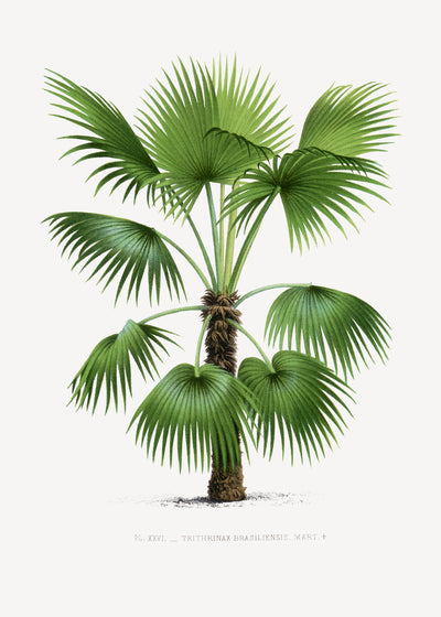 poster-print-xxvi-trithrinax-b
