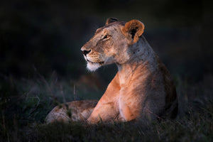 framedposter-print-lone-lioness-x