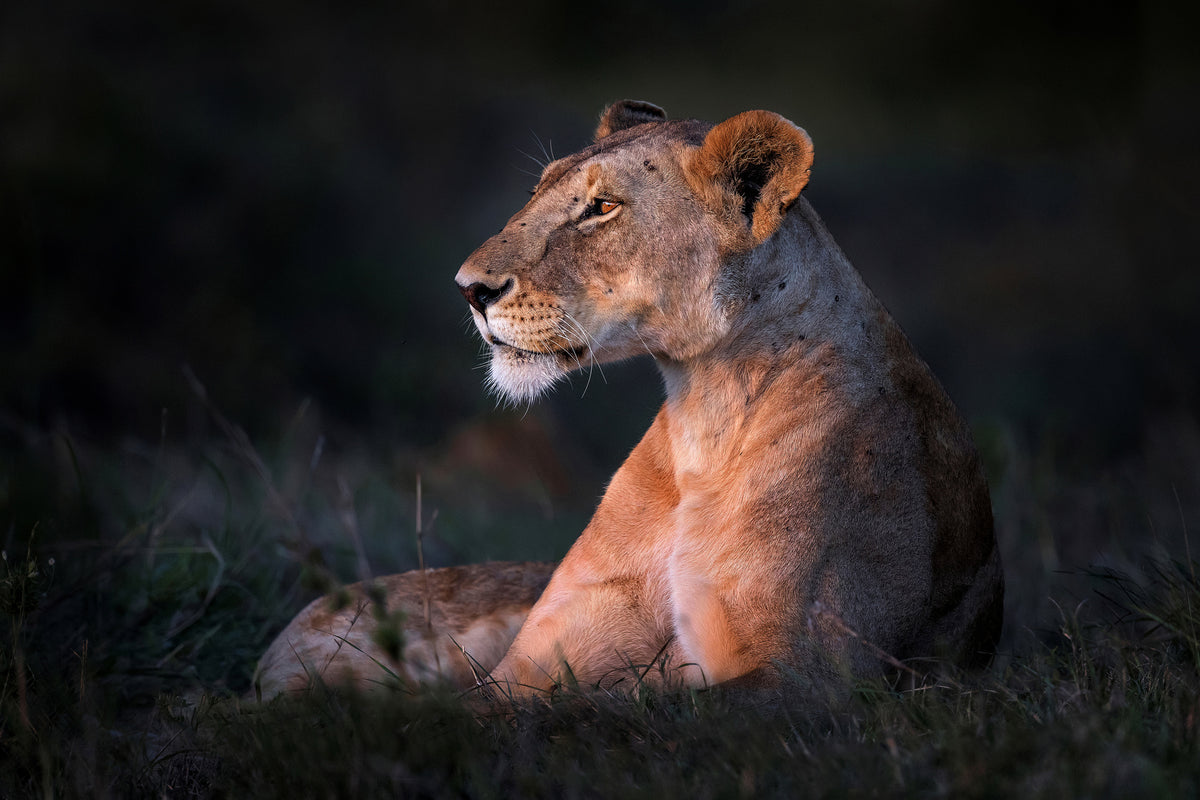framedposter-print-lone-lioness-x
