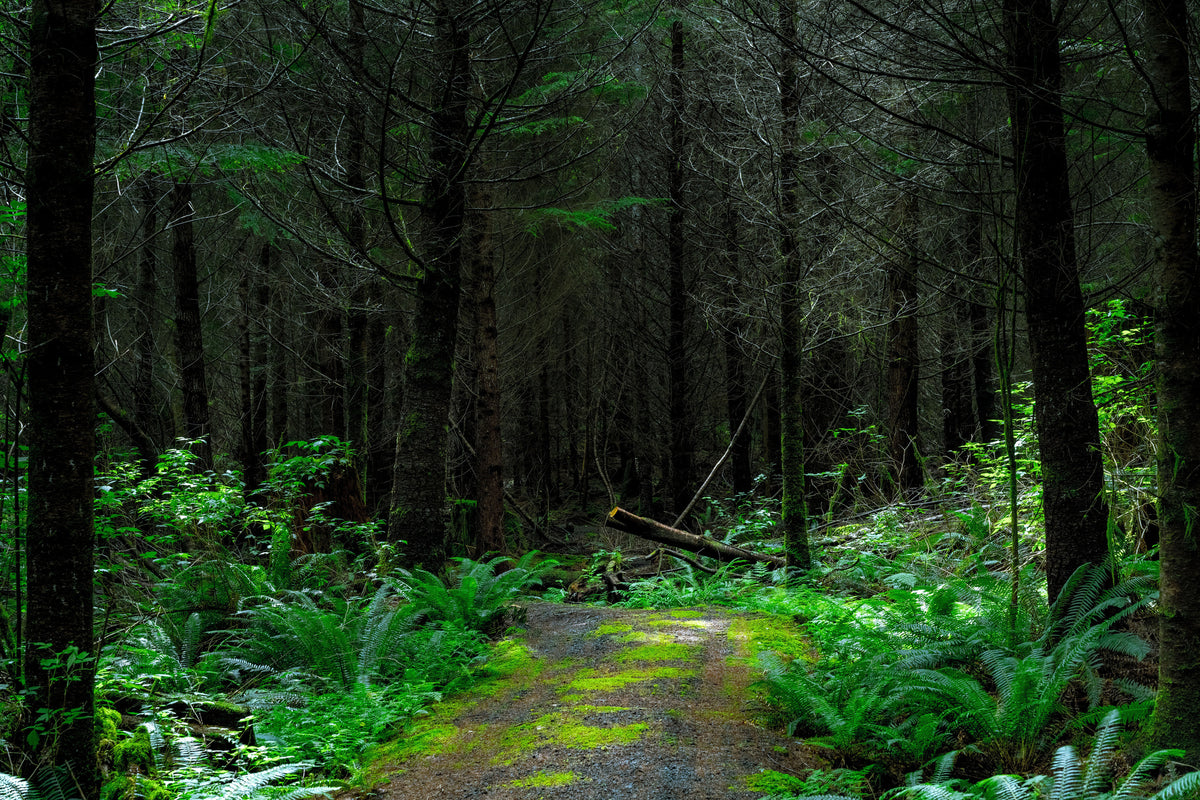3-piece-aluminium-print-wild-forest