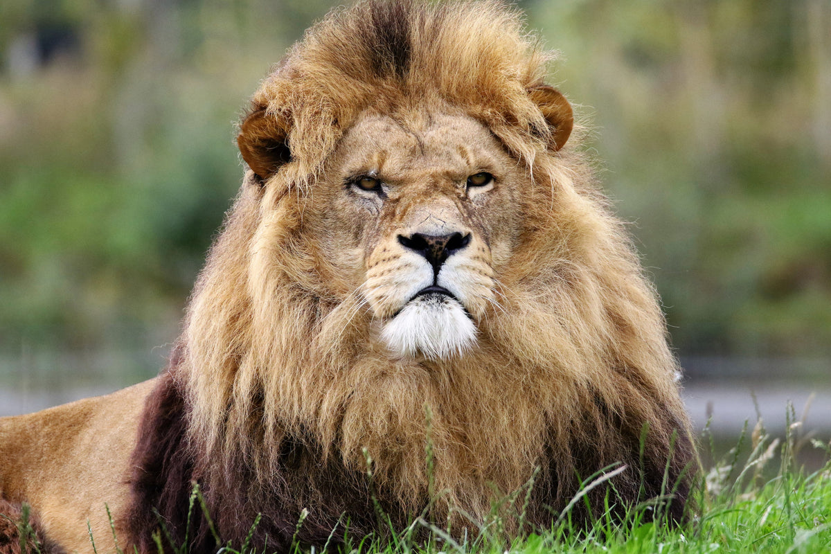 framedposter-print-the-king-of-animals