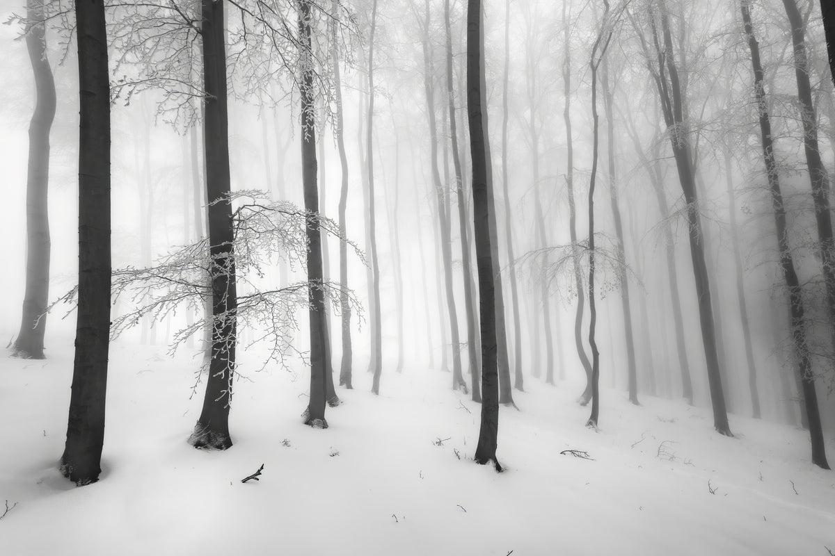 framedposter-print-silence-of-the-forest