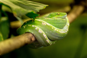 3-piece-acrylic-print-green-snake
