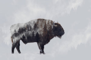 aluminium-print-bison-double-exposure