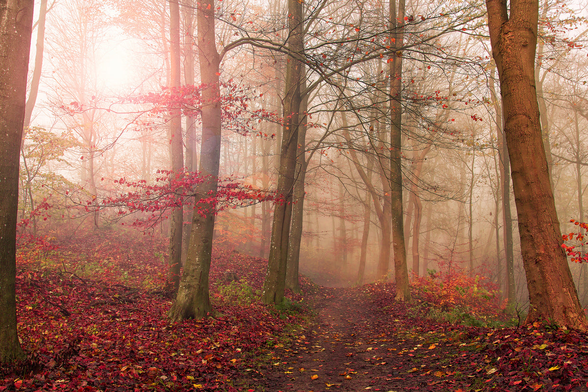 canvas-print-forest-scene-x