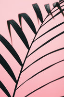 acrylic-print-graphic-palm-leaf-2