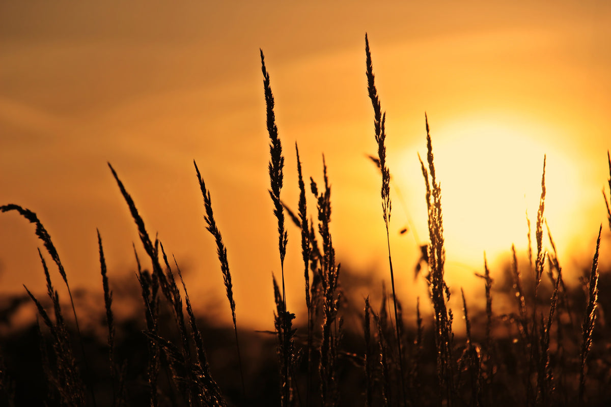 3-piece-canvas-print-sunrise-on-the-field