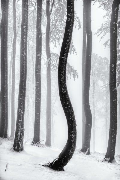 poster-print-dancing-tree