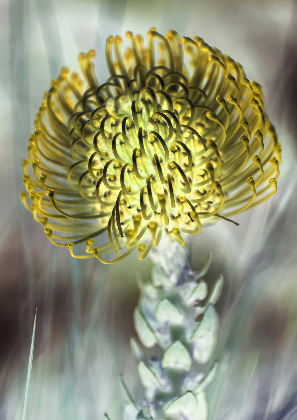 framedcanvas-print-golden-bloom-burst