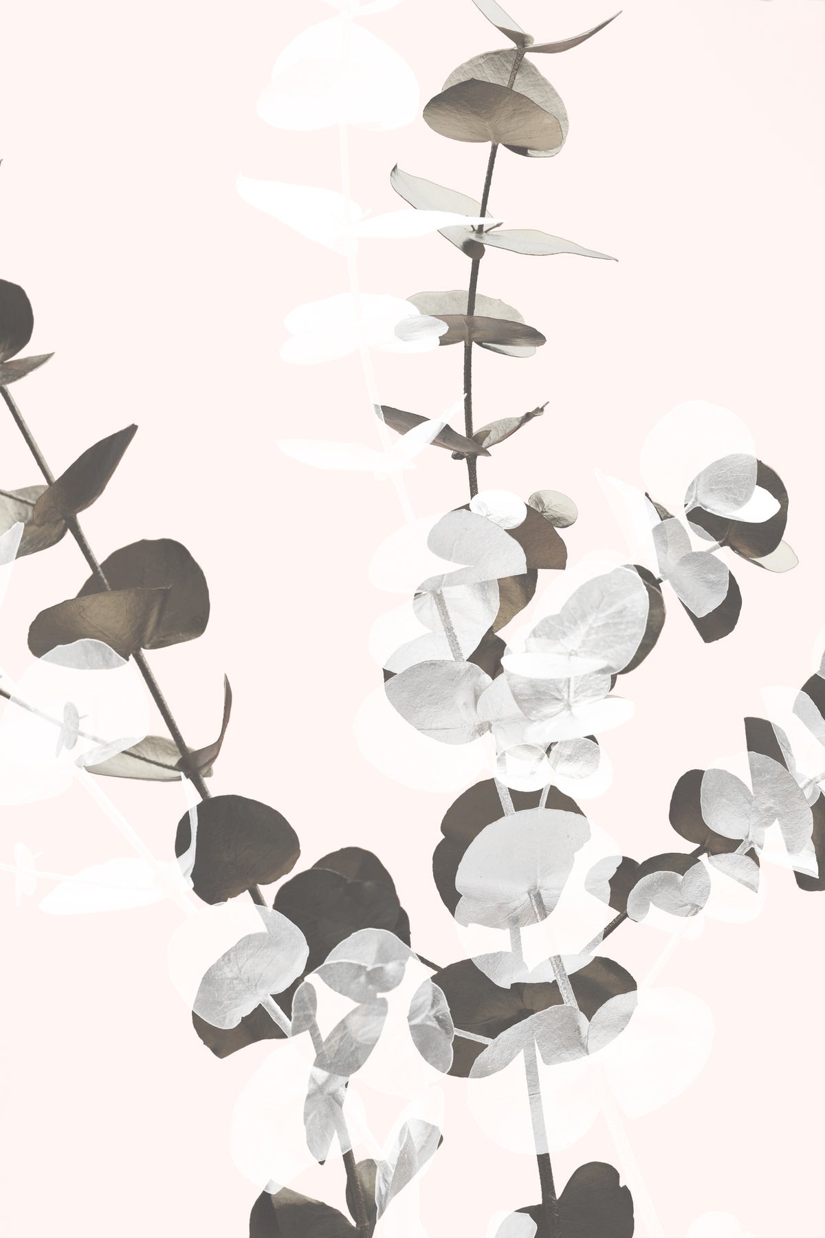 framedposter-print-eucalyptus-creative-12