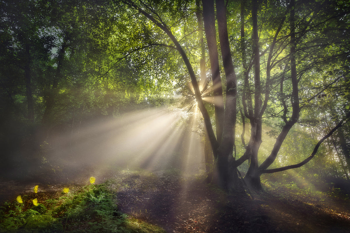 framedcanvas-print-the-morning-light-x