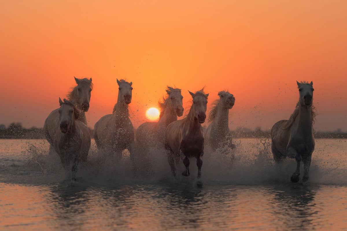 framedposter-print-sunset-in-camargue-x