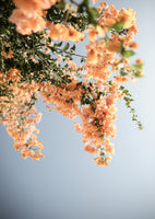 framedposter-print-golden-blossom-dance