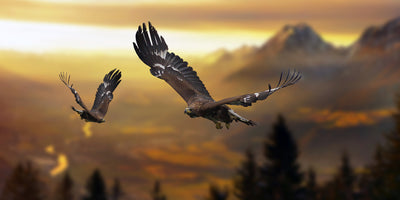 poster-print-steinadler-im-flug