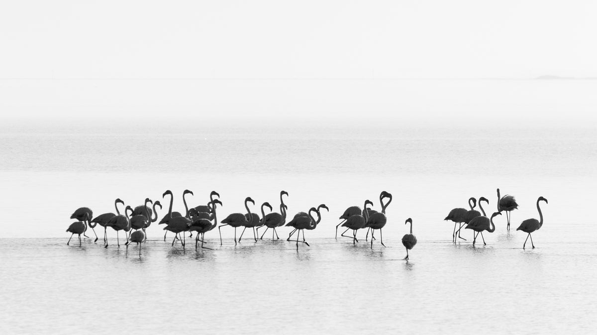 poster-print-flamingos