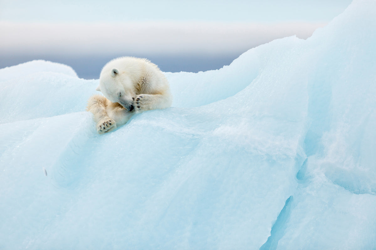 framedposter-print-polar-bear-grooming