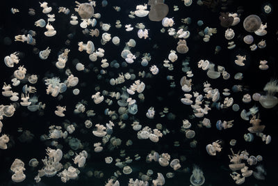 poster-print-just-some-jellies