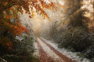 framedposter-print-frosty-fall-x
