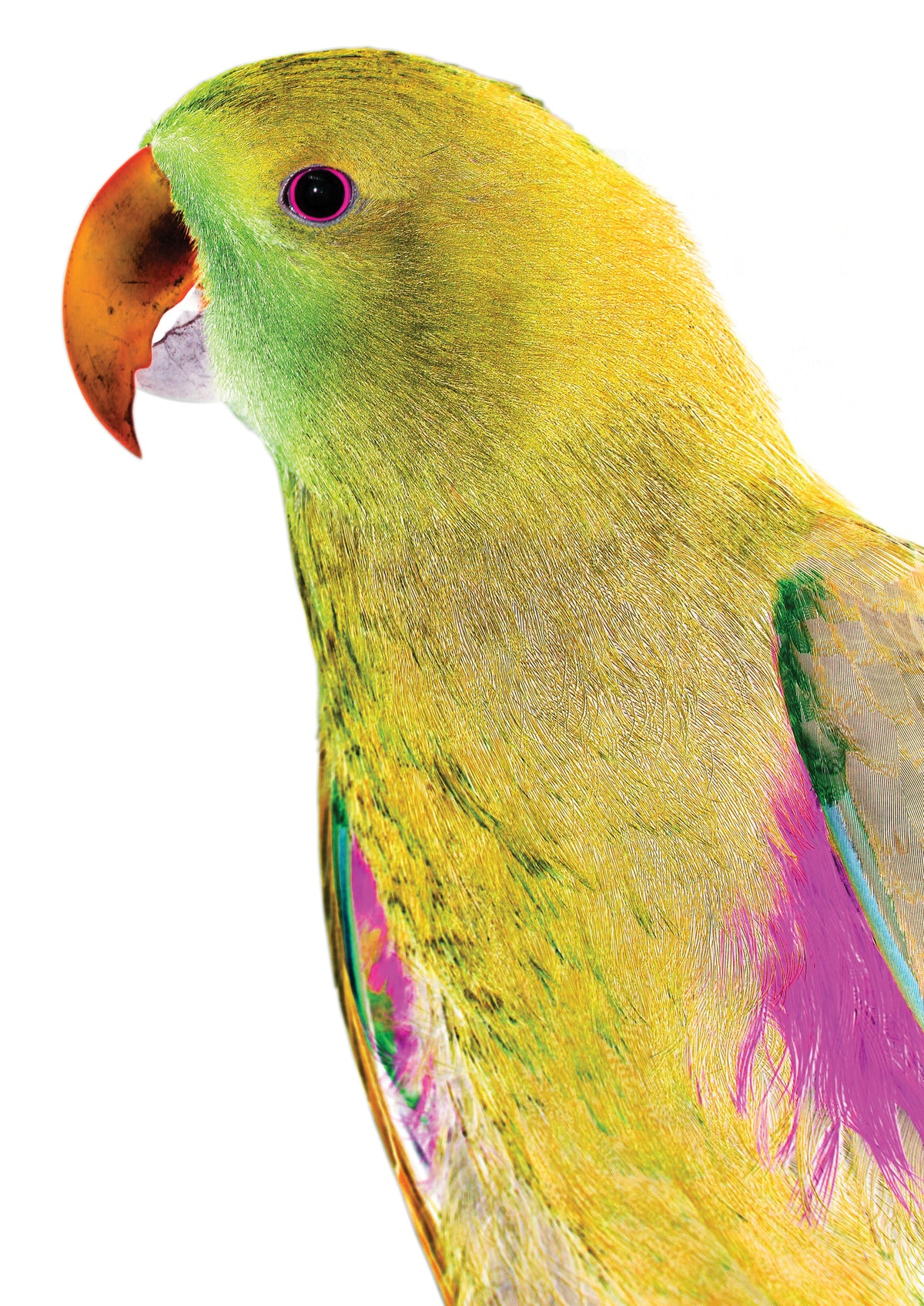 aluminium-print-vibrant-parrot-profile