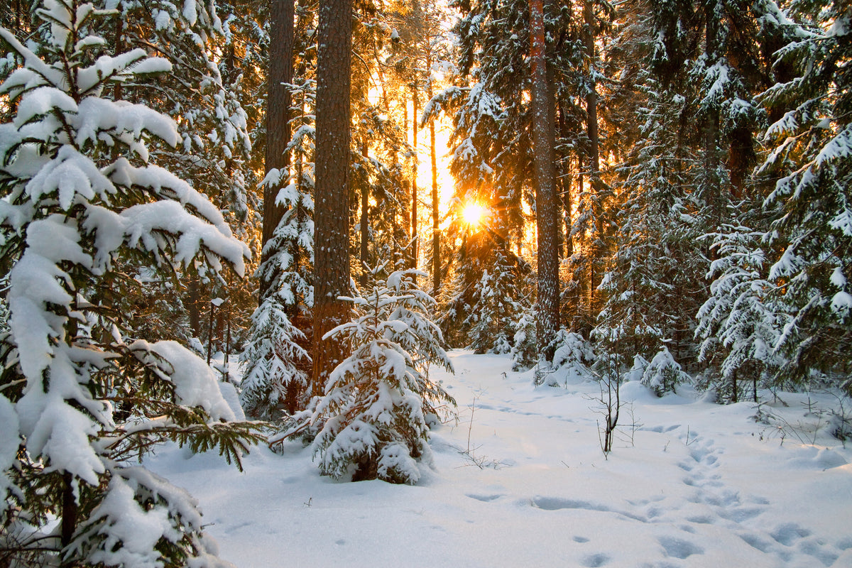 framedcanvas-print-winter-landscape-yoq4a