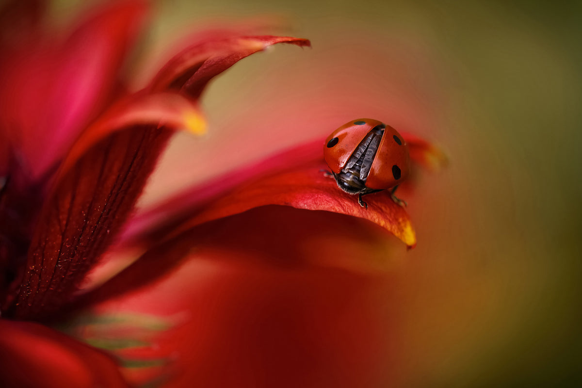 canvas-print-simply-red-x