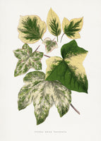 poster-print-green-leaf-illustration