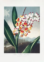 framedcanvas-print-the-nodding-renealmia-from-the-temple-of-flora-1807