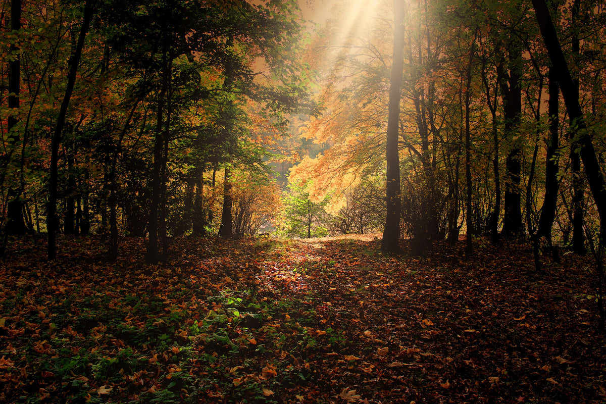 aluminium-print-the-deciduous-forest