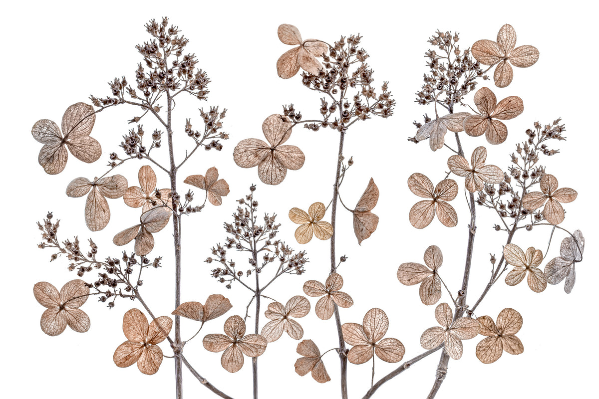 acrylic-print-hydrangea-paniculata-xmh