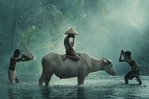 framedposter-print-water-buffalo