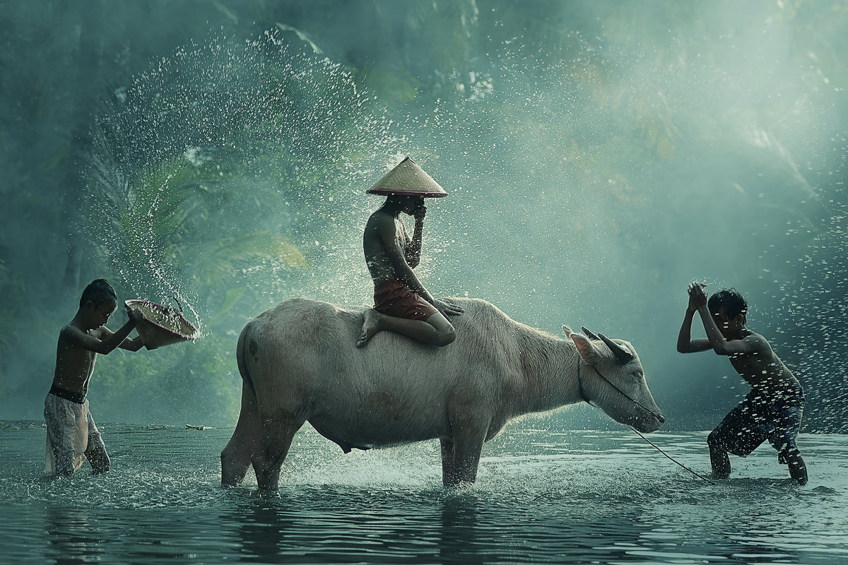 framedposter-print-water-buffalo