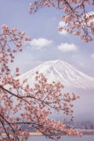 aluminium-print-mtfuji-in-the-cherry-blossoms-x